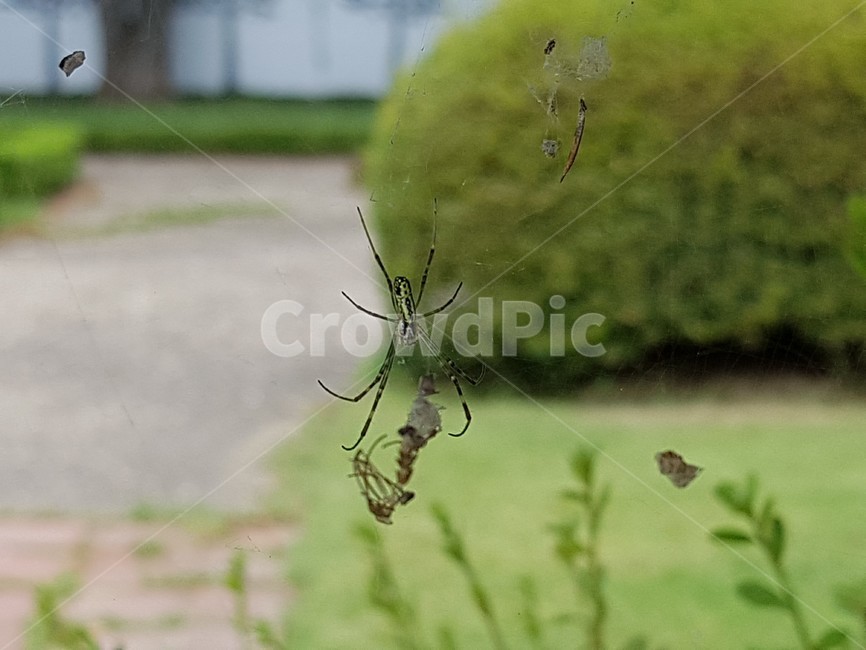 거미,spider,곤충,insect,녹색,동물,animal,곤충,벌레,insect,bug