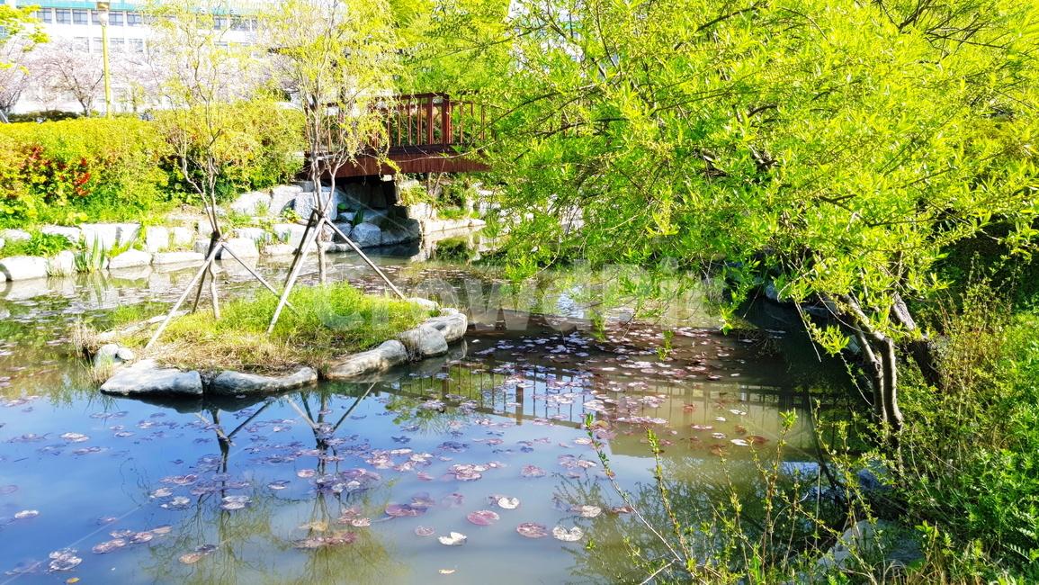 연못,정원,호수,풍경,자연,자연,풍경,nature,landscape,water,물,outdoors,옥외