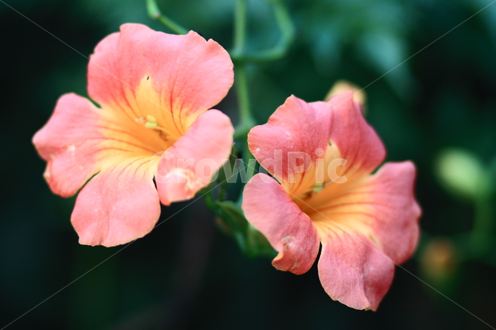 자연,식물,꽃,풀,nature,plant,flower,grass,식물,자연,plants,nature,꽃,flower
