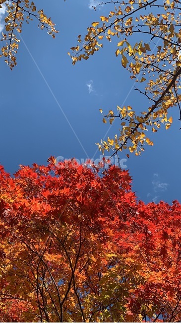 단풍,은행,가을,낙엽,fall,나무,tree,식물,leaf,잎,plant,가을,계절,fall,autumn,season