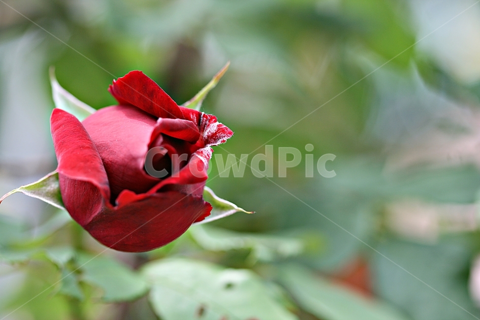 장미,꽃,축제,고백,봄꽃,공원,식물,자연,plants,nature,꽃,flower