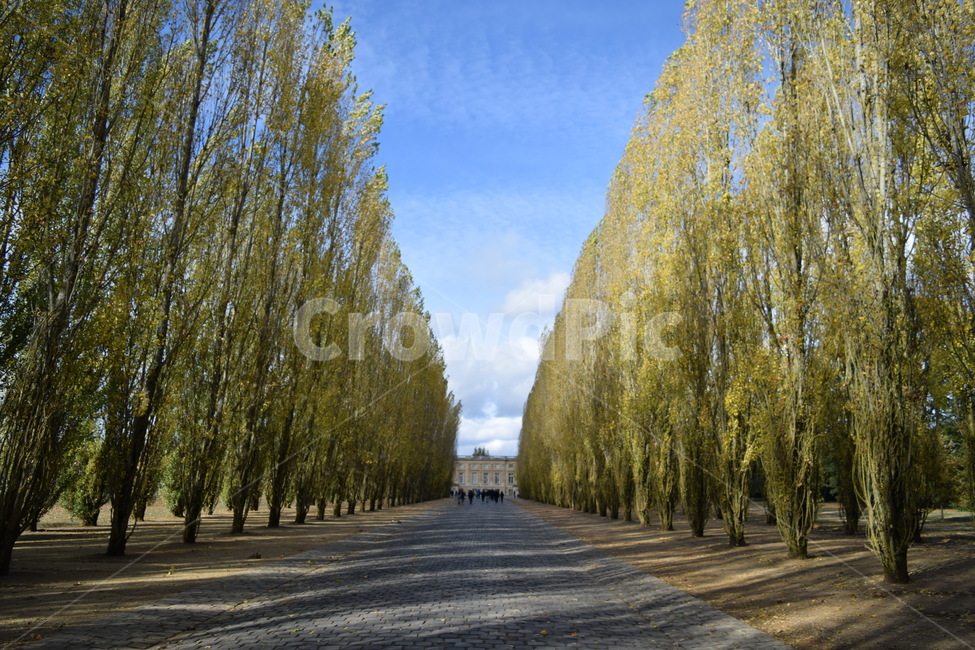 자연,나무,프랑스,베르사유,길,풍경,파리,France,Paris,city,landscape,nature,feeling,beautiful,photography,Europe,road,street,tree