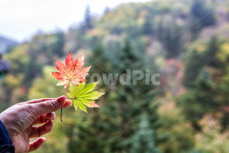 가을,단풍잎,이파리,낙엽,배경,빨간,자연,시즌,가을,계절,fall,autumn,season,식물,자연,plants,nature,plant,leaf,잎,tree,나무