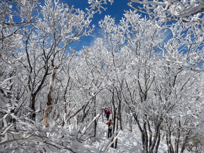 소백산,눈꽃풍경,상고대,겨울풍경,국립공원,겨울동화,힐링,감성,아름다움,뷰티풀,설국,눈풍경,파란하늘,100대명산,겨울명산,설경,서리꽃,영동,snow,landscape,눈,화이트,자연,신비로운,경이로운,천상,비경,치유,산,명산,겨울,계절,winter,season,자연,풍경,nature,landscape,한국자연풍경,한국자연경관,korea nature landscape,식물,plants,나무,trees,wood,사람들,대중,군중,other people,crowd,outdoors,옥외,person,사람,human,인간,ice,얼음