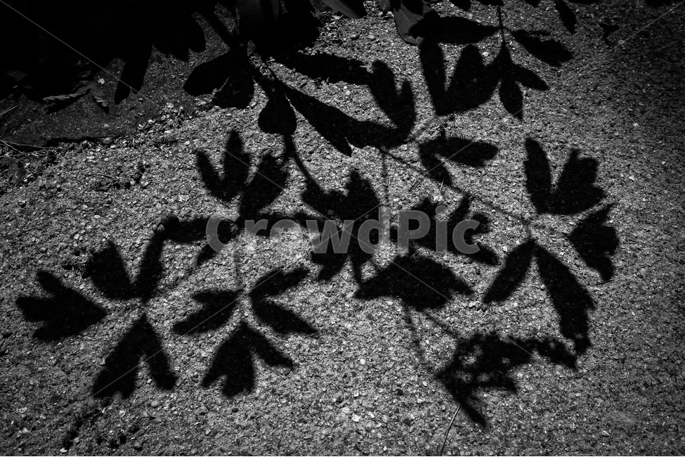흑백사진,그림자,식물,그림자사진,흑백,식물,자연,plants,nature,실루엣,그림자,silhouette,shadow,흑백,모노톤,monochrome,black and white