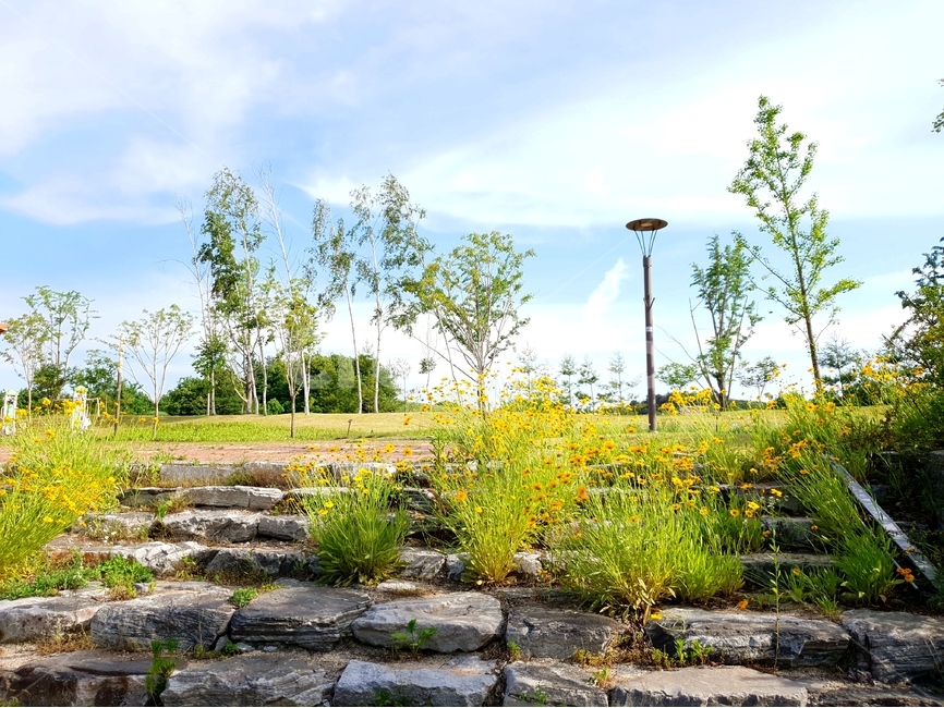 금계국,봄,풍경,노랑,파랑하늘,햇빛,자연,풍경,nature,landscape,식물,plants,꽃,flower,flagstone,판석