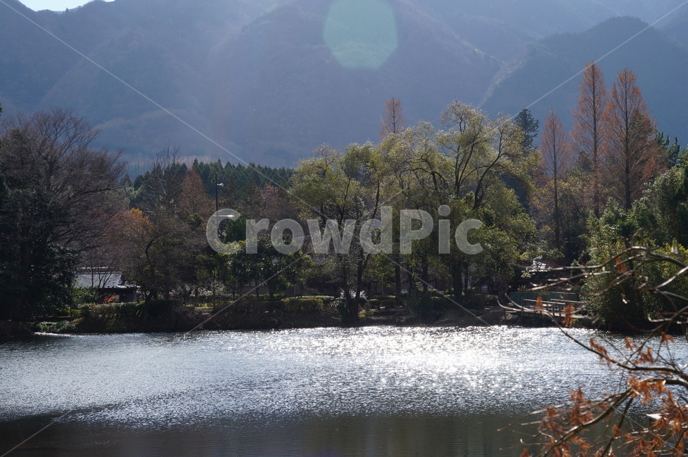nature,자연,나무,fir,전나무,outdoors,옥외,water,abies,plant,식물,물,tree,자연,풍경,nature,landscape