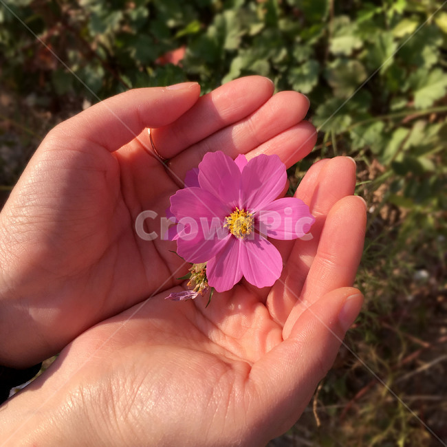 손,꽃,가을꽃,자연,식물,가을,꽃,flower,사람,인물,인간,human,person,신체일부,몸,body