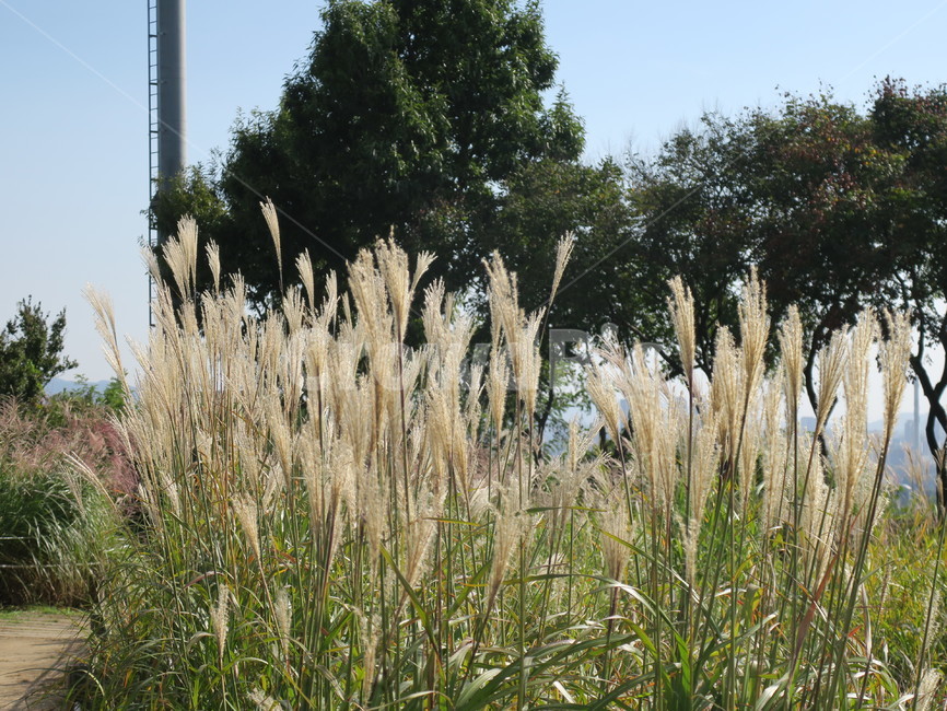 식물,plant,갈대,가을,나무,자연,식물,자연,plants,nature
