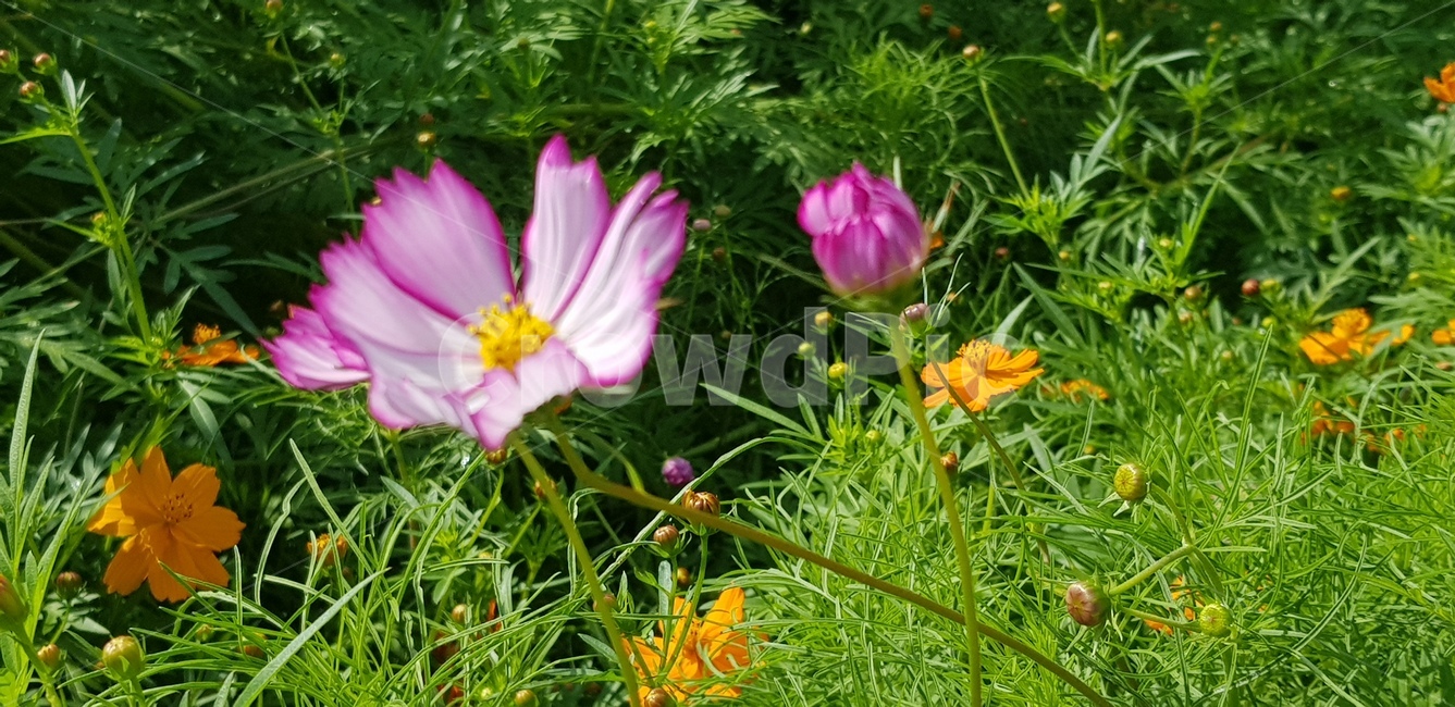 코스모스,꽃,주황,분홍,뜰,자연,초록,연두,계절,가을,화단,식물,geranium,flower,pottery,blossom,plant