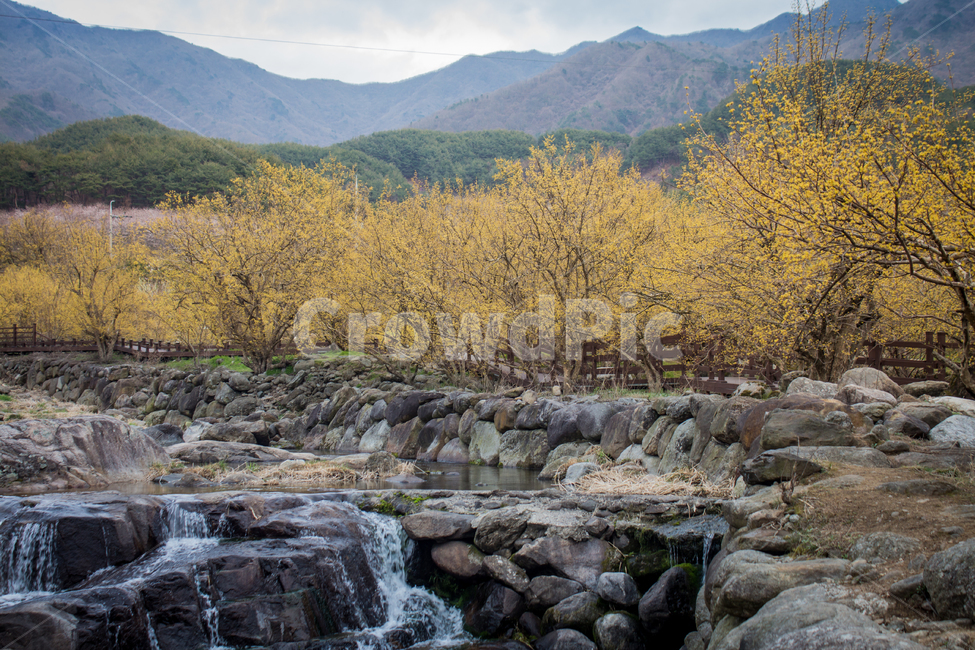 산수유,산수유꽃,봄꽃,꽃,flower,blossom,자연,nature,시골,water,물,시냇물