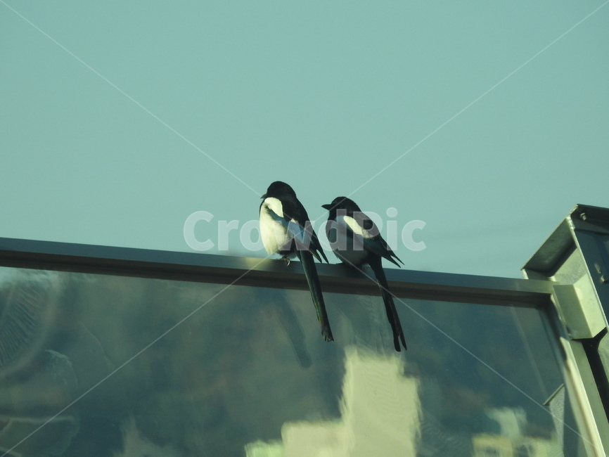 까치,아침,새,morning,bird,까치두마리,동물,animal,조류,새,birds