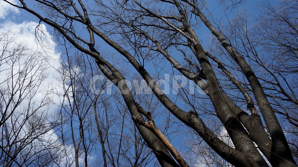 나무,겨울,자연,하늘,파란하늘,계절,나무가지,tree,sky,nature,winter,bluesky,branch,season,solitary,외로움,추위,꽃샘추위,숲,미세먼지없는,실루엣,하늘배경,가지,식물,마른잎,분위기,감성,겨울나무,쓸쓸함,고요,나뭇가지,풍경,겨울,계절,winter,season,식물,자연,plants,nature,나무,trees,wood