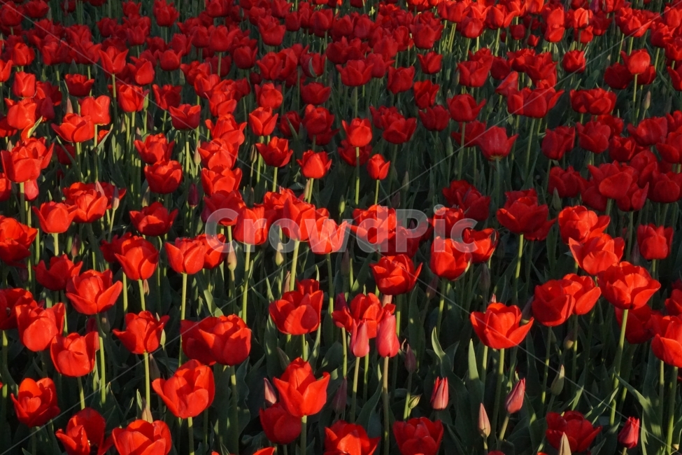 꽃,봄,튤립,계절,자연,식물,자연,plants,nature,꽃,flower