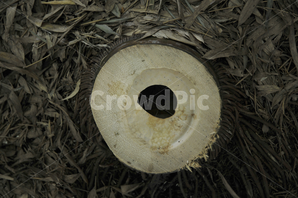 대나무,대나무밑둥,큰대나무,bamboo,대나무뿌리