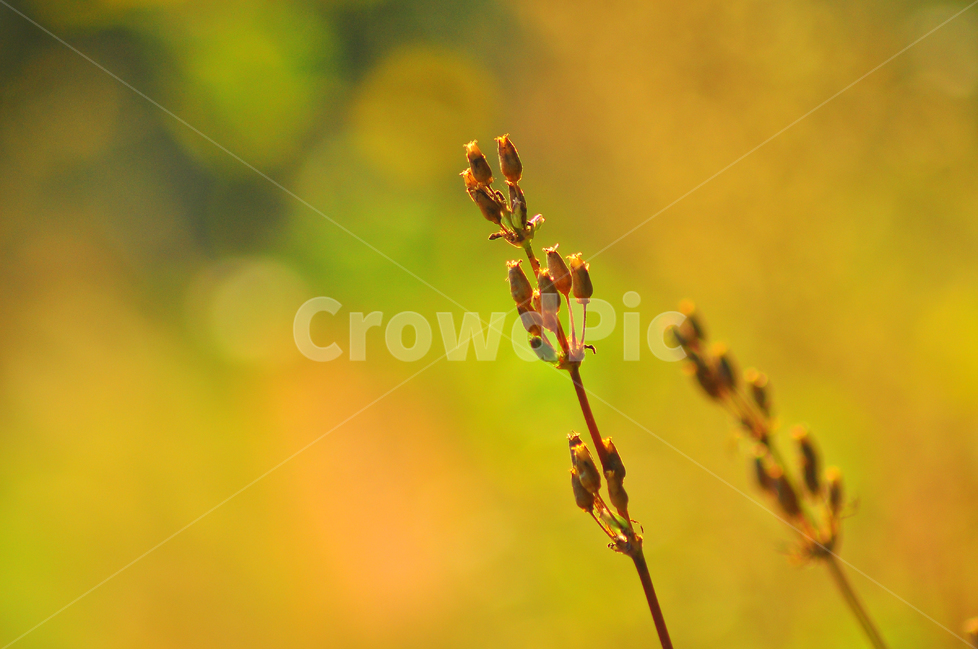 노을,감성,석양,들풀,보케,분위기,느낌,배경,파스텔톤,fall,autumn,flowers,식물,emotion,feeling,sensible,야생화,빛망울,오렌지색,가을분위기,가을느낌,가을이미지,장구채,씨앗,노랑색,황록색,마른꽃,색감,식물,자연,plants,nature