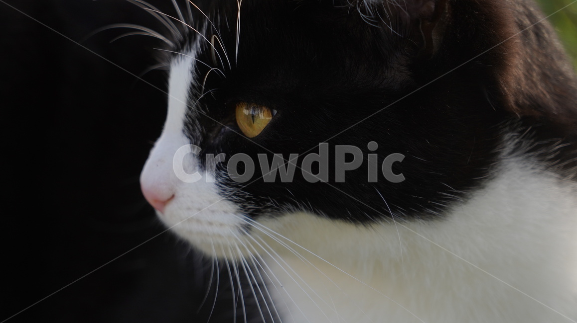 고양이,길고양이,고양이얼굴,cat,애완고양이,검정고양이,동물,animal,포유류,mammal,고양이,cat,kitten,kitty