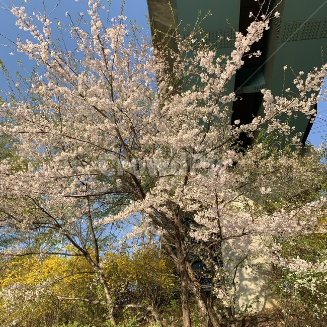 봄,벚꽃,하늘,spring,cherryblossom,분홍색,pink