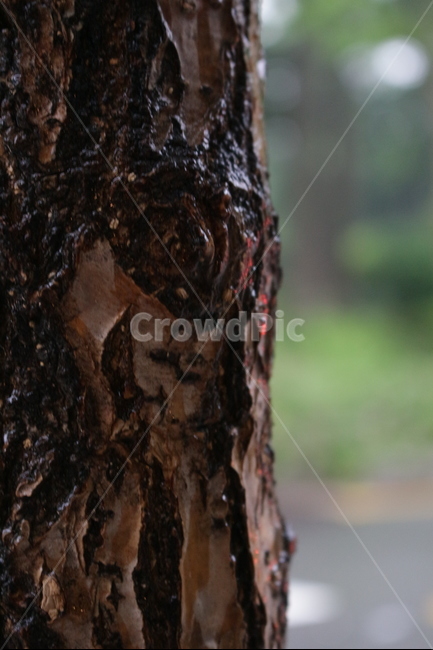 비,나무,패턴,기둥,깔끔,심플,식물,자연,plants,nature,나무,trees,wood