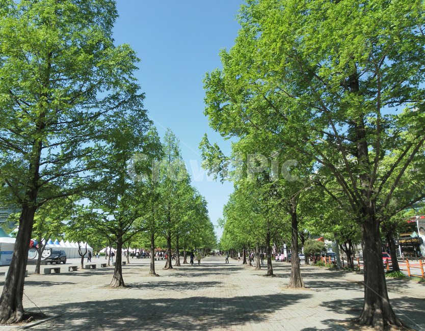 나무,tree,식물,공원,가로수길,식물,자연,plants,nature,나무,trees,wood