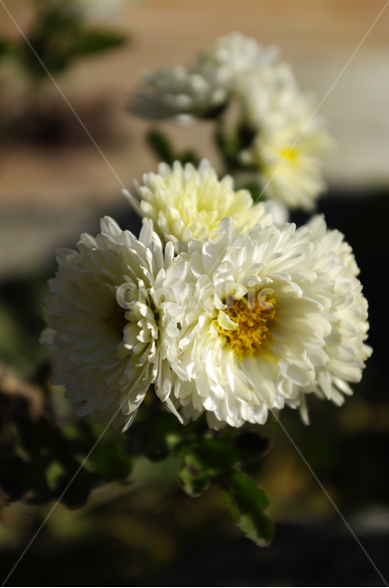 식물,plant,꽃,flower,국화,소국,식물,자연,plants,nature,꽃,flower