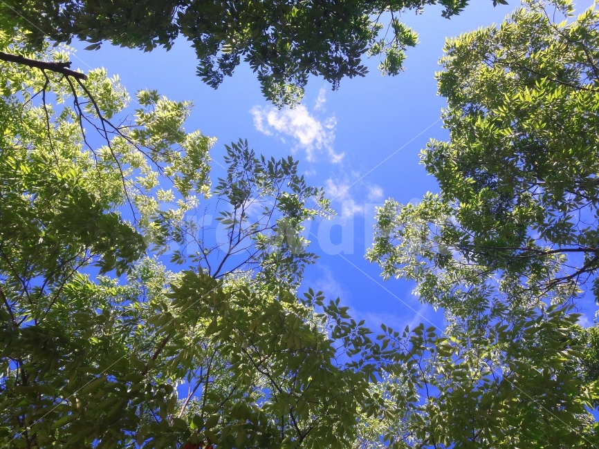 하늘,구름,색감,풍경,자연,자연,풍경,nature,landscape,plant,식물,tree,나무