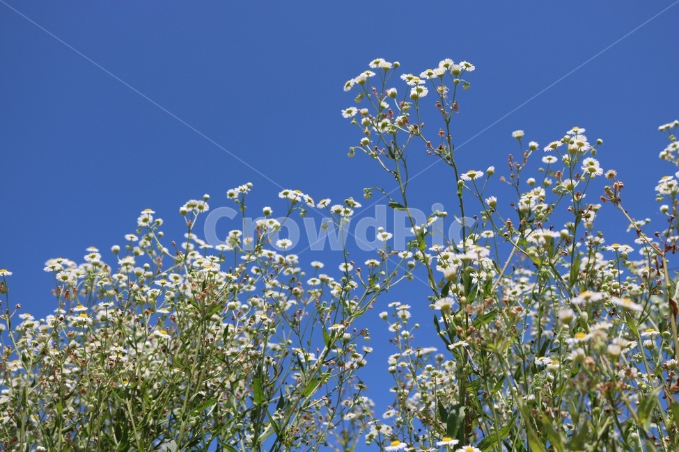여름,하늘,자연,파랑,꽃,계란꽃,식물,초록,흰색,노랑,summer,natsu,sky,sora,nature,blue,ao,flower,hana,eggflower,tamagohana,plants,shokubutsu,green,midori,white,shiro,yellow,kiiro,식물,자연,plants,nature,꽃,flower