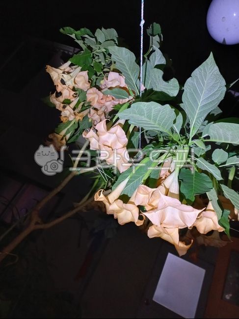 angels trumpet,plant,flower,Angels Morning Glory