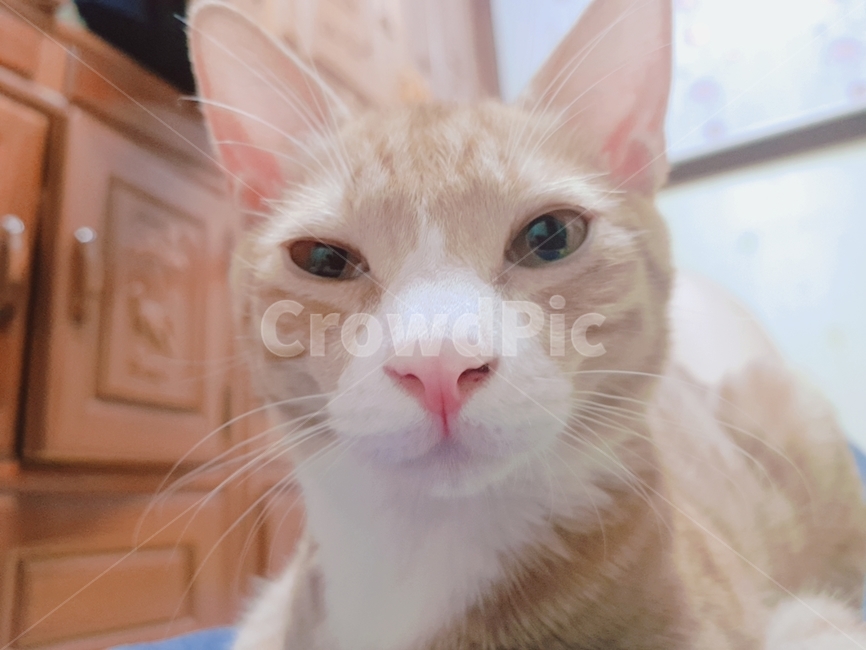 고양이,cat,카리스마,치즈,수컷,pet,animal,동물,콧구멍,동물,animal,포유류,mammal,고양이,cat,kitten,kitty