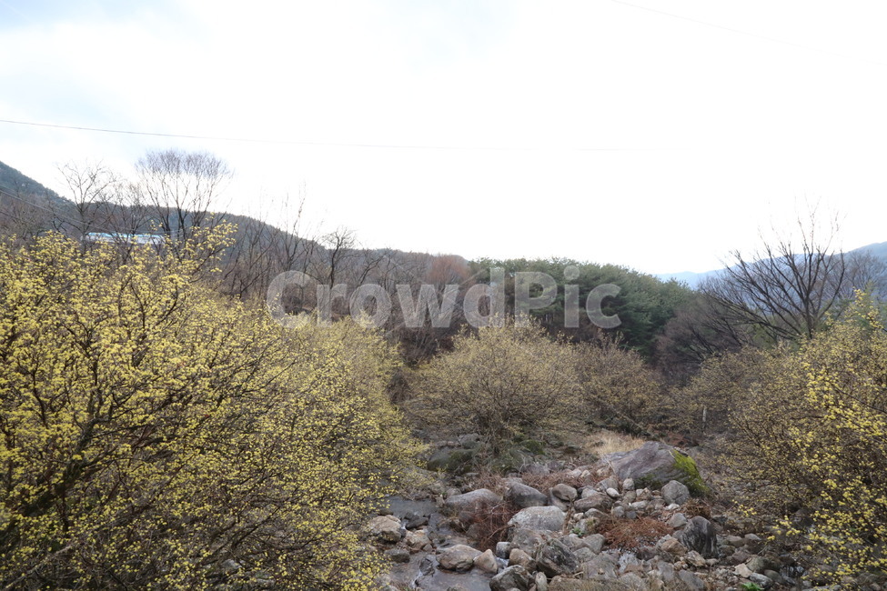 봄,산수유,자연,풍경,꽃,시골,길,산,계곡,봄,계절,spring,season,자연,풍경,nature,landscape,rubble,파편