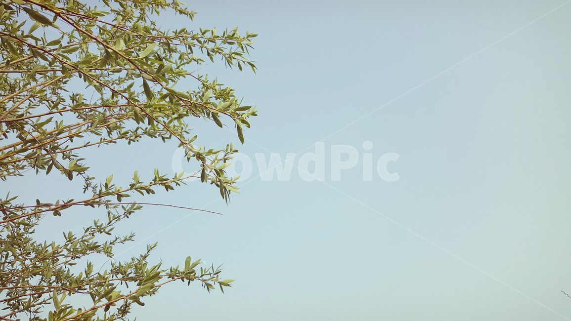 자연,나무,하늘,맑은하늘,풍경,자연,풍경,nature,landscape
