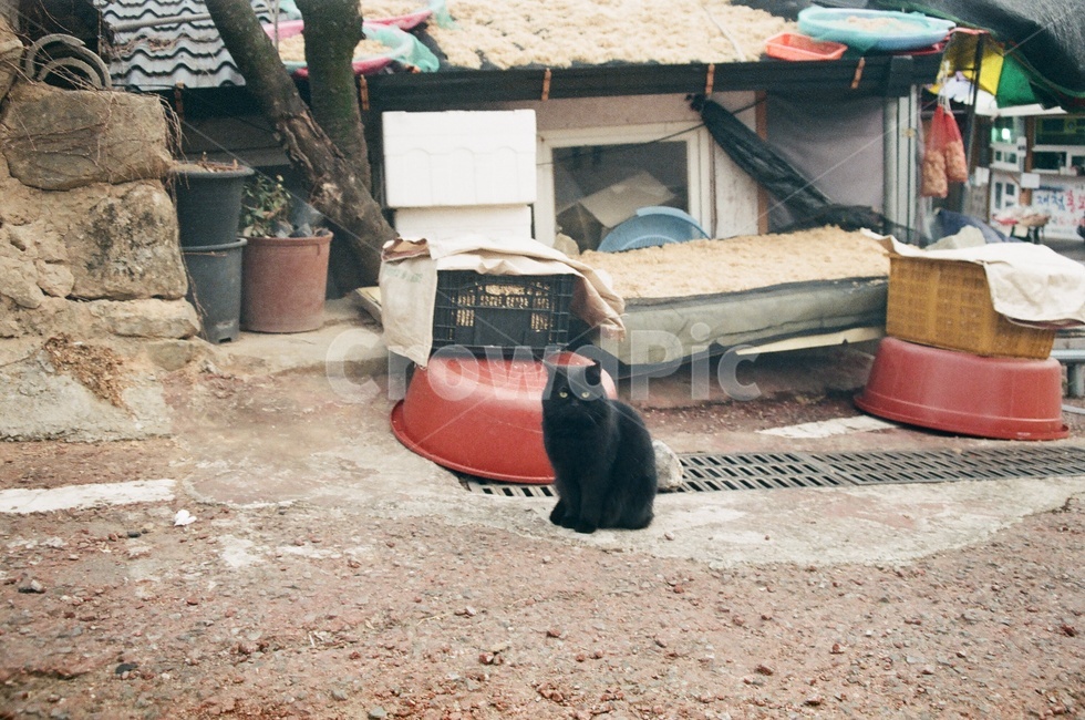 시골풍경,고양이,검은고양이,cat,blackcat,네로,얌전한,얌전한고양이,까미,시골고양이