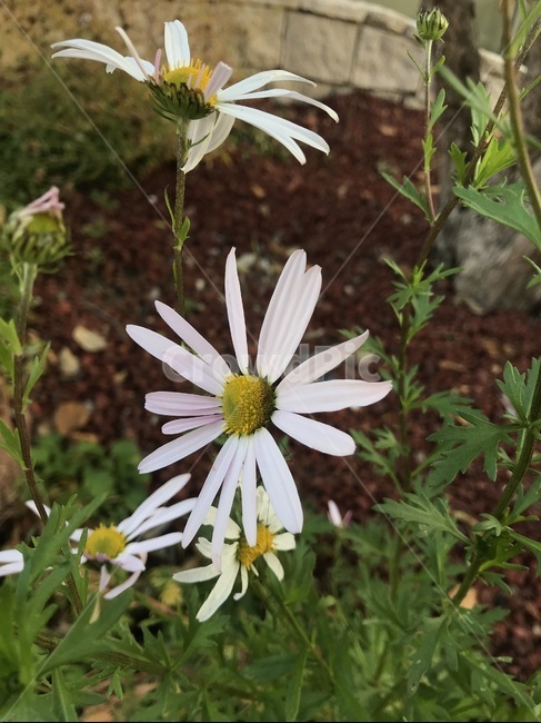 꽃,하양,아웃포커싱,코스모스,사랑,식물,자연,plants,nature,꽃,flower