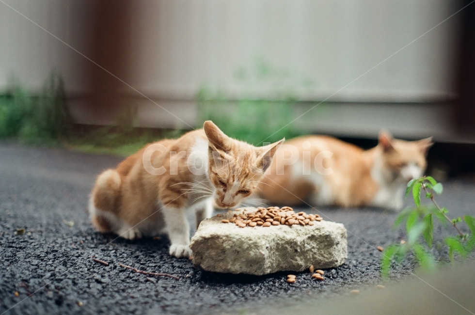귀여움,야옹,반려동물,cats,mammals,animals,cute,meow,pets,mammal,포유류,cat,고양이,pet,abyssinian,동물,animal,아비시니안,manx,동물,animal,포유류,mammal,고양이,cat,kitten,kitty