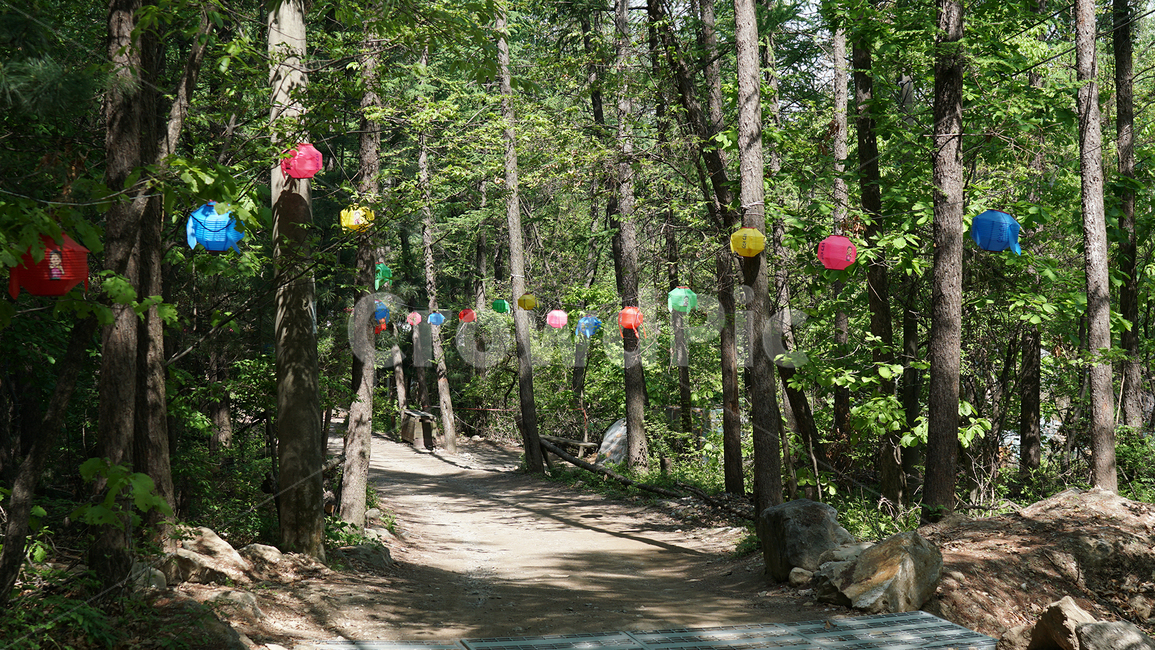 산,등산,등산로,등산코스,트래킹,하이킹,mountain,outdoor,hiking,tracking,석가탄신일,5월,숲,나무숲,부처님오신날,buddhasbirthday,buddha,부처,자연,풍경,nature,landscape