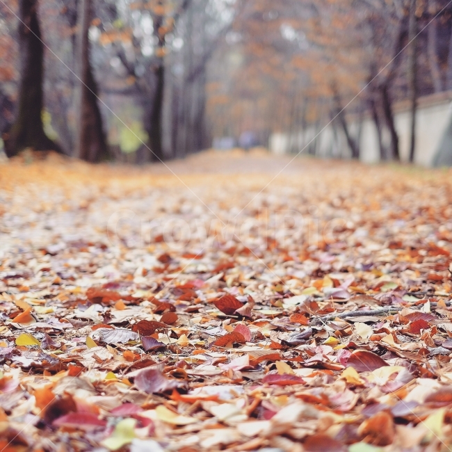 단풍,낙엽,가을,가로수길,홍유릉,가을,계절,fall,autumn,season,leaf,잎,plant,식물,ground,바닥,tree,나무