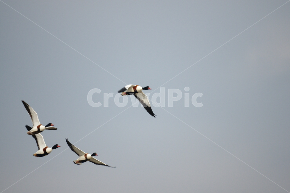 혹부리오리,철새,낙동강,강물,비행,새,동물,animal,조류,새,birds