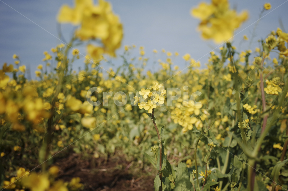유채꽃,유채,plant,식물,flower,꽃,yellow,green,봄꽃,노란꽃,노란,초록,노랑