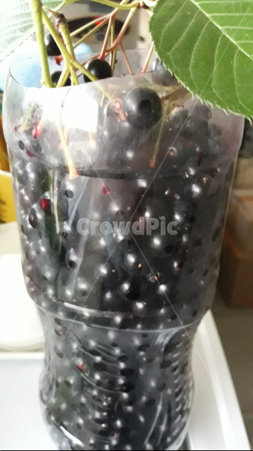 벗꽃열매,벗지,열매,봄,과일