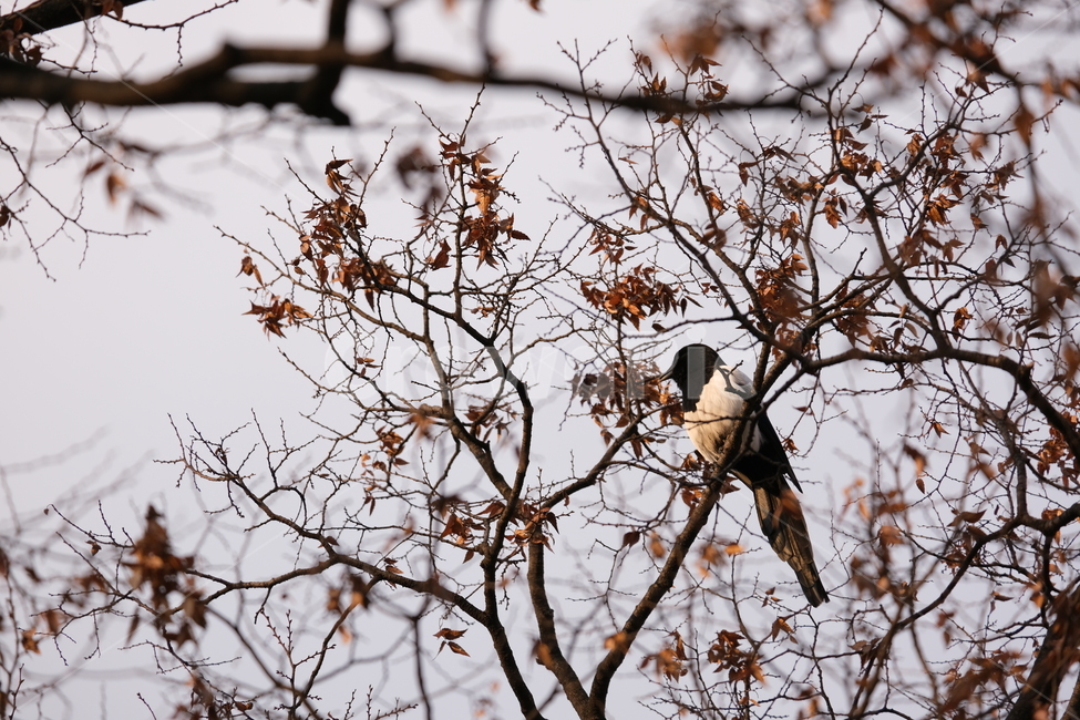 winter magpie,Magpie on the tree,tree,magpie,customer