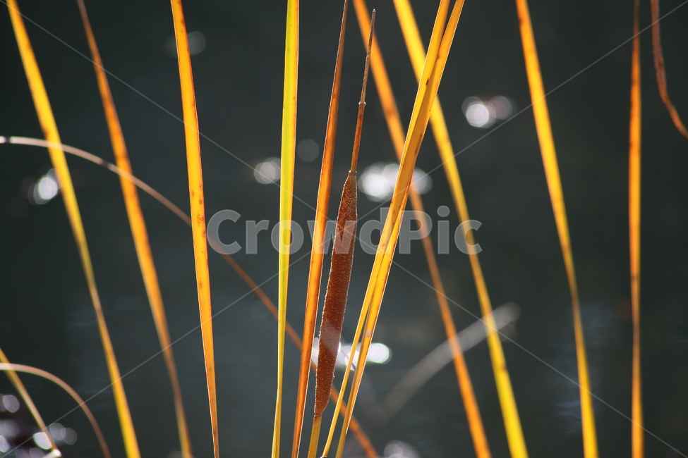 부들,감포,식물,cattail,수생식물,가을,계절,fall,autumn,season,식물,자연,plants,nature