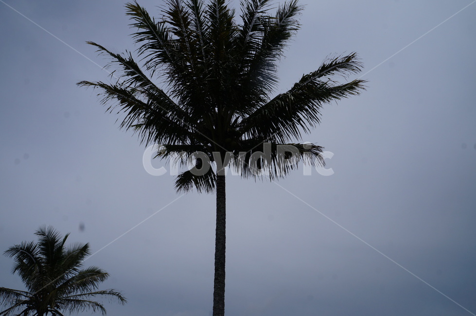 tree,나무,plant,식물,palmtree,야자수,arecaceae