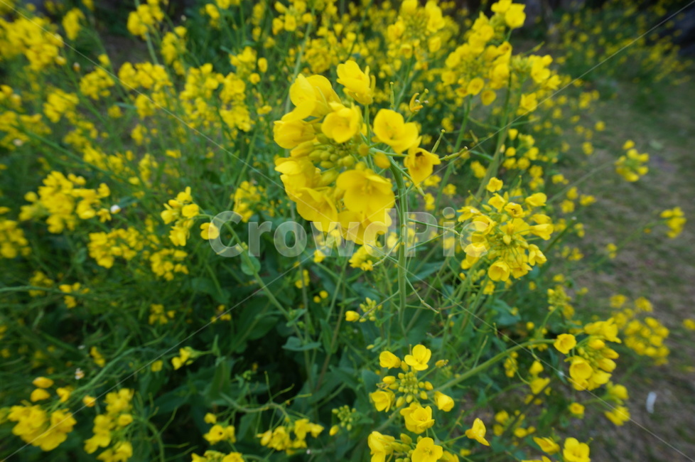 유채꽃,제주유채꽃,yellow,flower,노랑