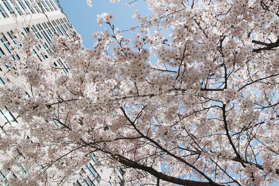 벚꽃,사쿠라,cherryblossom,봄,꽃,봄꽃,자연,봄,계절,spring,season,식물,자연,plants,nature,꽃,flower,plant,blossom