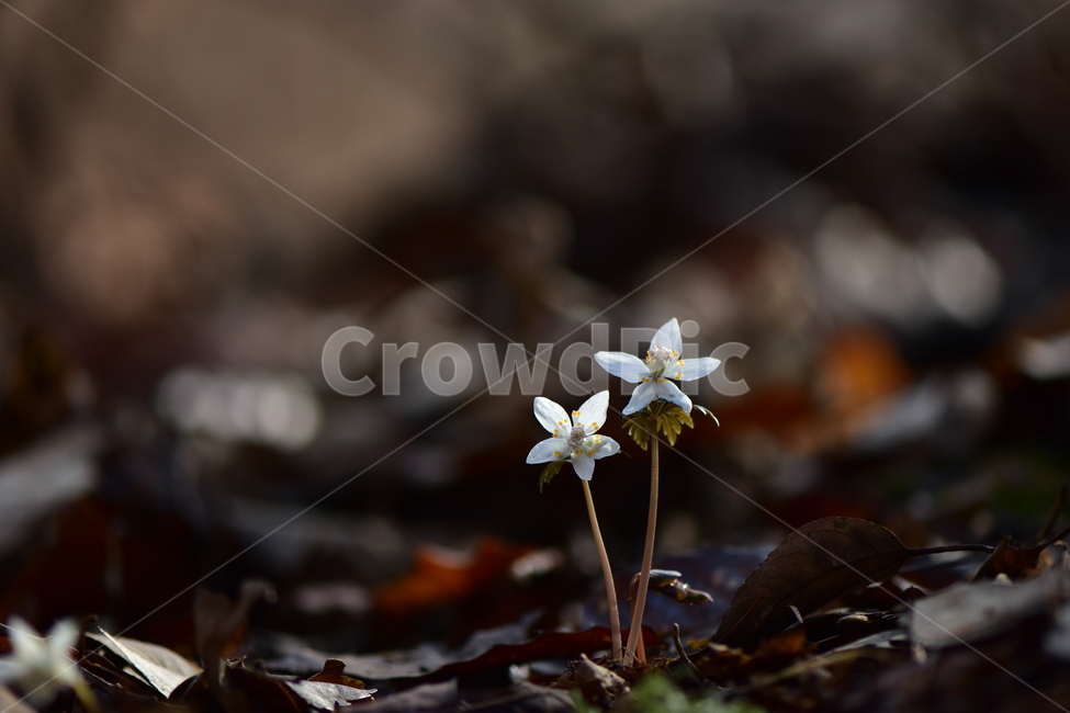 너도바람꽃,야생화,봄,꽃,풀꽃,자연,식물,식생,감성,힐링,plants,nature,spring,season,flower,emotion,feeling,흰색,초본,너도바람꽃속
