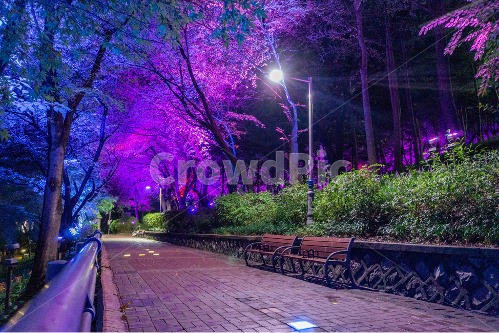 인천,자유공원,야경,led,조명,야간,의자,벤치,동인천,차이나타운,숲,나무,공원,산책,산보,산길,오솔길,통로,보도,숲속,형형색색,forest,path,lane,trail,walkway,길,수풀,자연,park,tree,nature,풍경,landscape,scenery,scene,view,night,nightview,nightscene,lighting,illumination,lamp,light,colourful,bench,chair