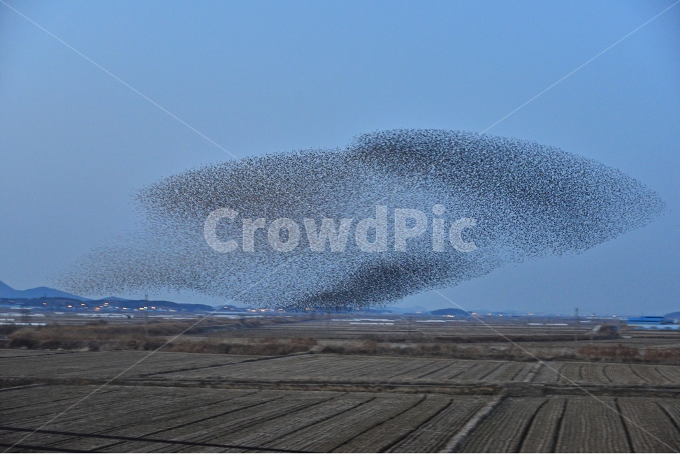 nature,자연,outdoors,옥외,animal,동물,flock,대군,고창,동림지,가창오리,가창오리군무,군무,농경지,농업,농사,경작,자연,풍경,nature,landscape