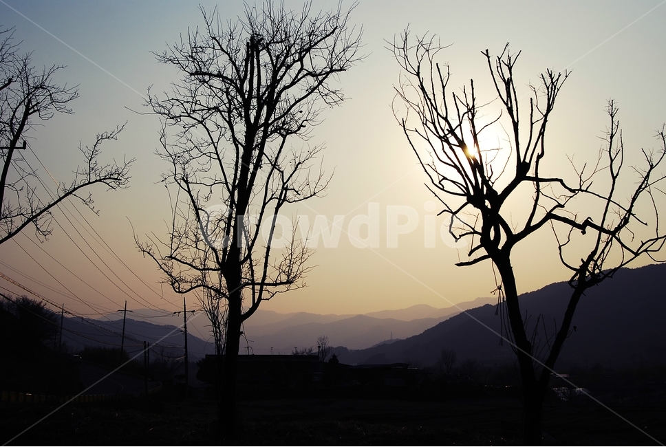 공원,나무,나무역광,역광,노을,경계,자연,감성,분위기,풍경,nature,landscape,silhouette,shadow,일몰,긴하루,하루마무리,계절,겨울,새출발,식물,자연,plants,nature,나무,trees,wood