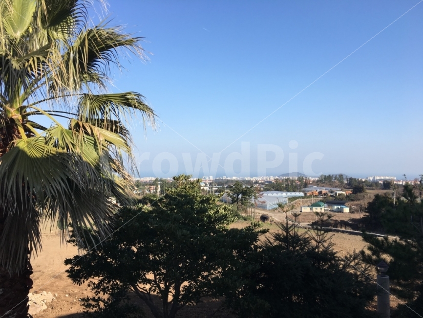 자연풍경,제주,제주풍경,제주도,여행,나무,제주도,jeju,jeju island,도시,풍경,city,landscape