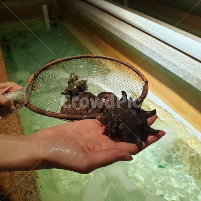 소라,뿔소라,제주소리,제주,바다생물,수산물,해산물,fishery products,seafood